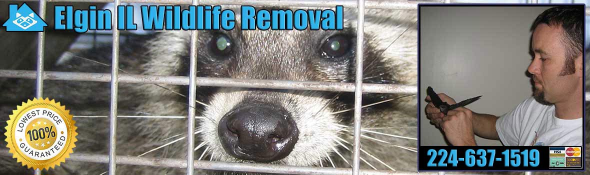 Elgin Wildlife and Animal Removal